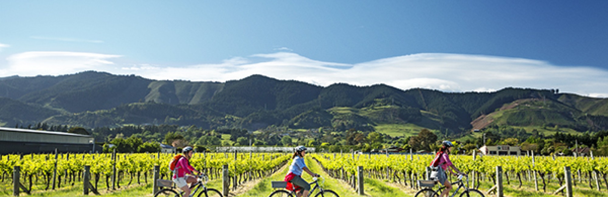 Great Rides for Wine Lovers Great Taste Trail bikes vines credit Dean McKenzie landing