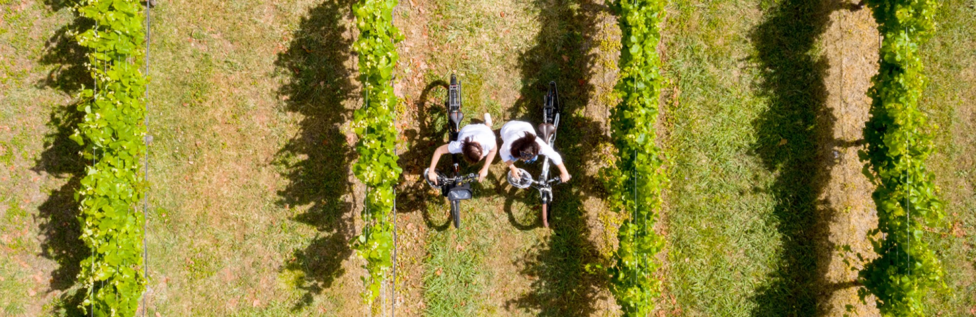 Hawkes Bay Trail vines droneshot