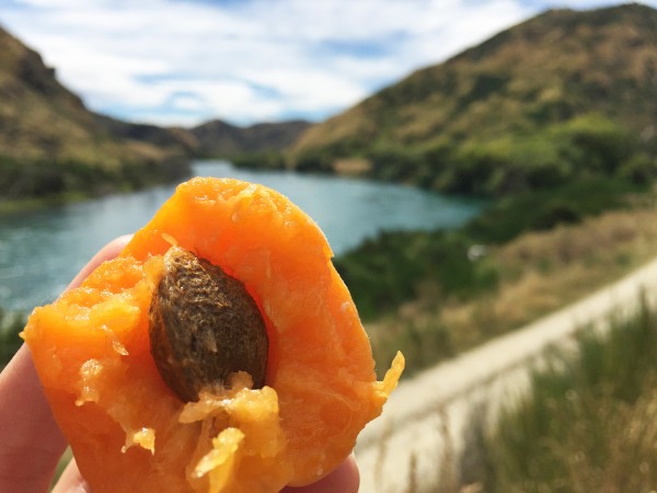 Central Otago peach (bennettandslater.co.nz)