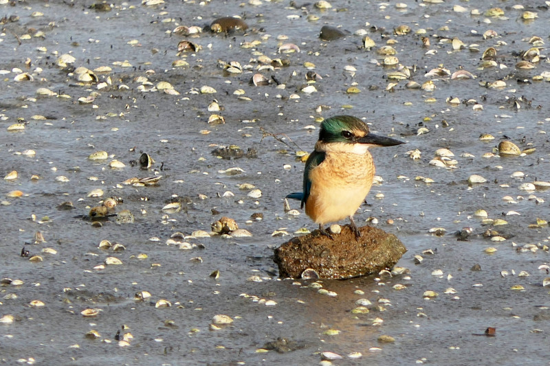 Sacred KIngfisher bennettandslater.co.nz