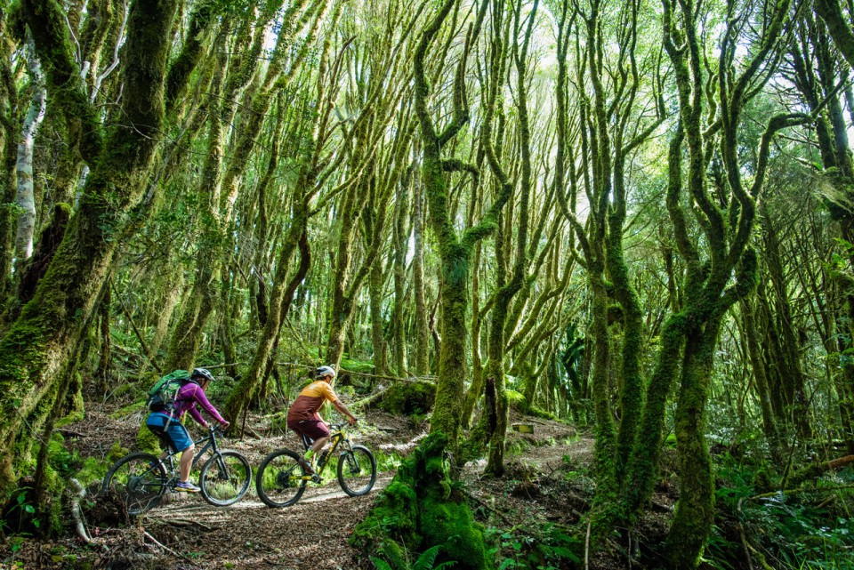Timber Trail forest hero shot credit StudioZag v2.com