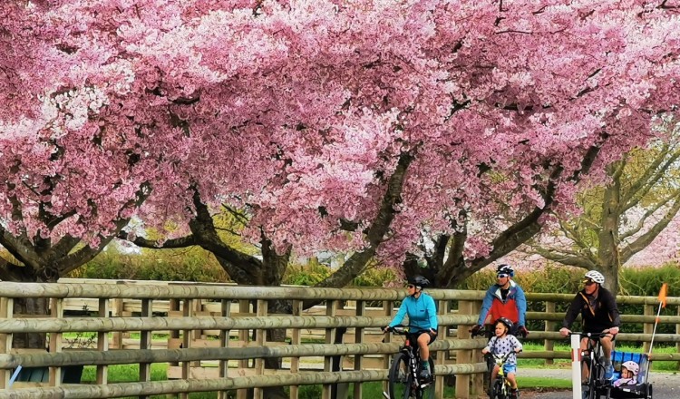 Hauraki Rail Trail Sect E Cherry Blossoms credit Hauraki Rail Trail