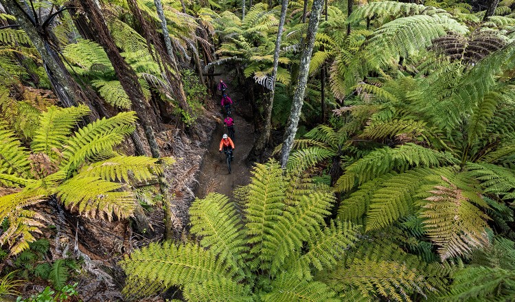 Whakarewarewa Forest Loop 1981 credit Graeme Murray