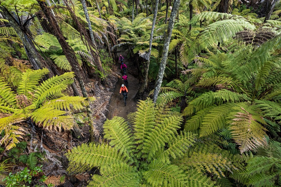 Whakarewarewa Forest Loop 1981 credit Graeme Murray