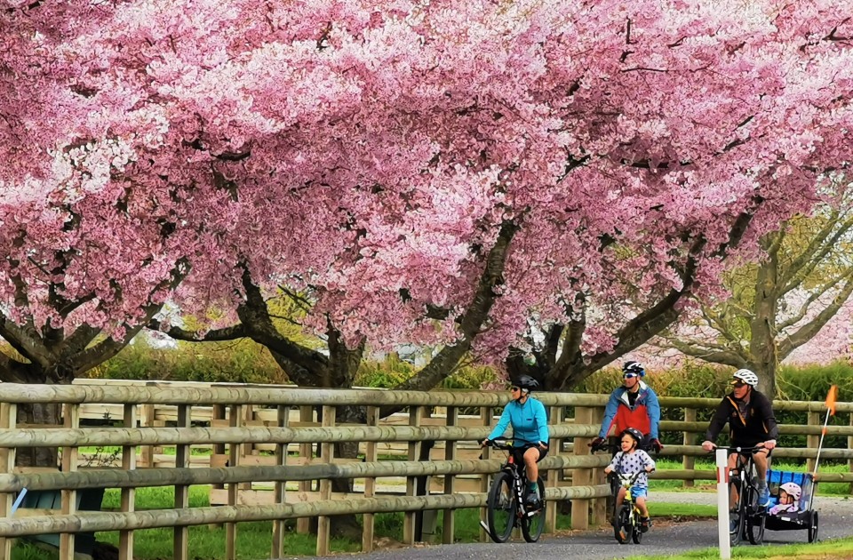 Hauraki Rail Trail Sect E Cherry Blossoms credit Hauraki Rail Trail