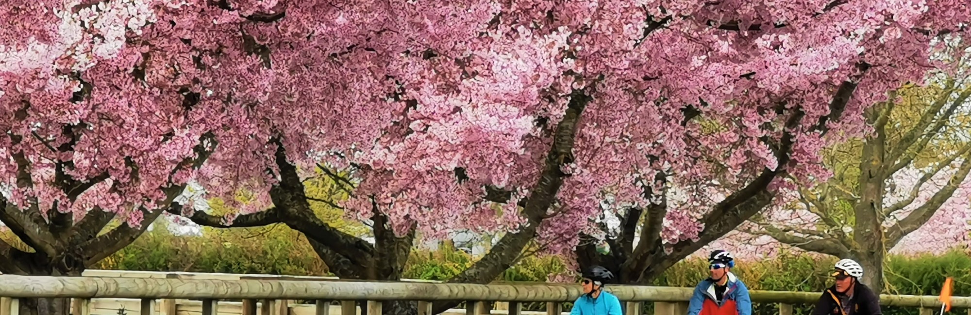 Hauraki Rail Trail Sect E Cherry Blossoms credit Hauraki Rail Trail